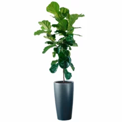 My City Plants Fiddle Leaf Fig Tree Rondo 40 - Charcoal Metallic Extra Large Plants 5' - 8'