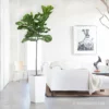 My City Plants Fiddle Leaf Fig Tree Cubico