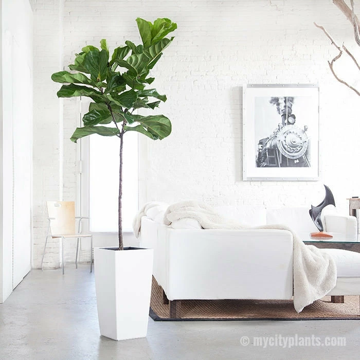 My City Plants Fiddle Leaf Fig Tree Cubico 3 My City Plants Fiddle Leaf Fig Tree Cubico