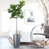 My City Plants Fiddle Leaf Fig Tree Rondo Extra Large Plants 5' - 8'