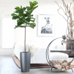 My City Plants Fiddle Leaf Fig Tree Rondo Extra Large Plants 5' - 8'