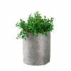 My City Plants Nematanthus Trendcover 23 - Dark Gray Medium/Small Plants 1' - 2' 2 My City Plants Nematanthus Trendcover 23 - Dark Gray Medium/Small Plants 1' - 2'