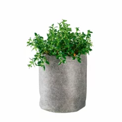 My City Plants Nematanthus Trendcover 23 - Dark Gray Medium/Small Plants 1' - 2'