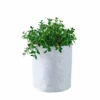 My City Plants Nematanthus Trendcover 23 - Light Gray 2 My City Plants Nematanthus Trendcover 23 - Light Gray
