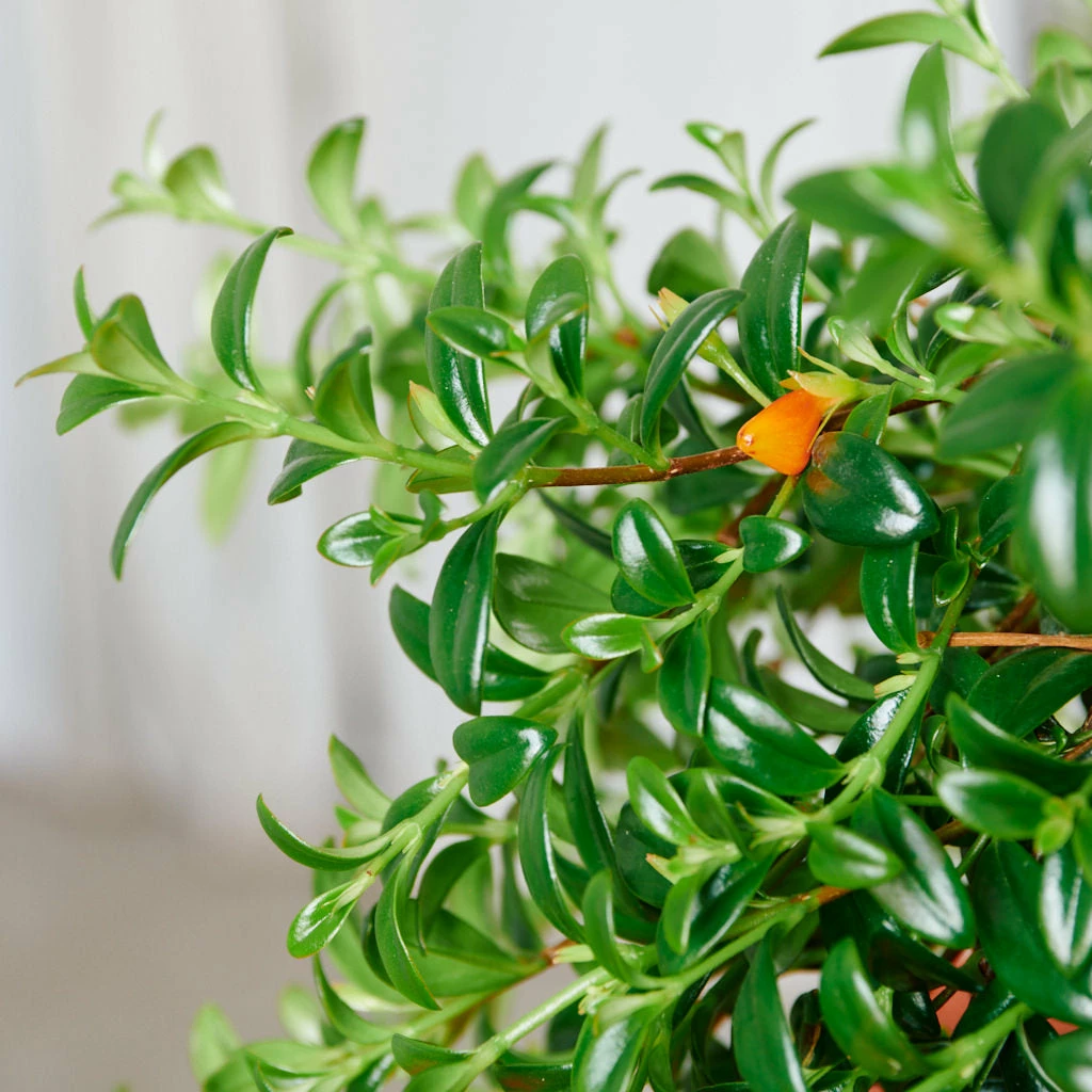 My City Plants Medium/Small Plants 1' - 2' Nematanthus In Nursery Hanging Basket 4 My City Plants Medium/Small Plants 1' - 2' Nematanthus In Nursery Hanging Basket