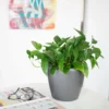 My City Plants Pothos Classico Mini Charcoal Metallic