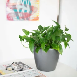 My City Plants Pothos Classico Mini Charcoal Metallic