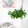 My City Plants Pothos Classico Mini White