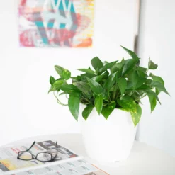 My City Plants Pothos Classico Mini White