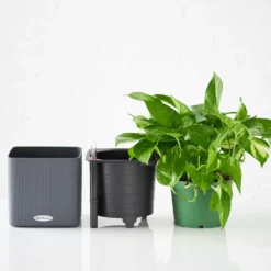 My City Plants Pothos Cube 16 - Slate