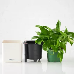 My City Plants Pothos Cube 16 - White