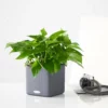 My City Plants Pothos Cube 16 - Slate
