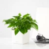 My City Plants Pothos Cube 16 - White