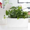 My City Plants Medium/Small Plants 1' - 2' Pothos Windowsill White