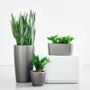 My City Plants Plant Bundles Beginner's Bundle - Charcoal Metallic 1 My City Plants Plant Bundles Beginner's Bundle - Charcoal Metallic
