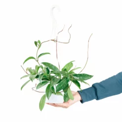 My City Plants Hoya In Nursery Hanging Basket