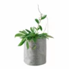 My City Plants Hoya Carnosa Trendcover 23 - Dark Gray Medium/Small Plants 1' - 2'