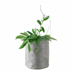 My City Plants Hoya Carnosa Trendcover 23 - Dark Gray Medium/Small Plants 1' - 2'