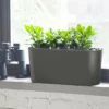 My City Plants Jade Plant Windowsill Charcoal Metallic Medium/Small Plants 1' - 2'