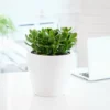 My City Plants Medium/Small Plants 1' - 2' Jade Plant Classico Mini White