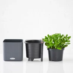 My City Plants Jade Plant Cube 16 - Slate