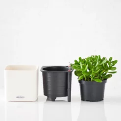 My City Plants Jade Plant Cube 16 - White