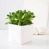 My City Plants Jade Plant Cube 16 - White