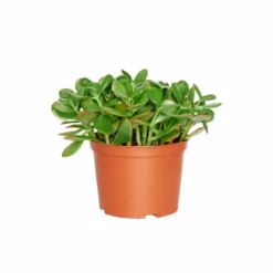 My City Plants Jade Plant In 6" Nursery Pot