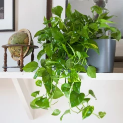 Desk Planters Lechuza Delta 20 Planter - Charcoal Metallic