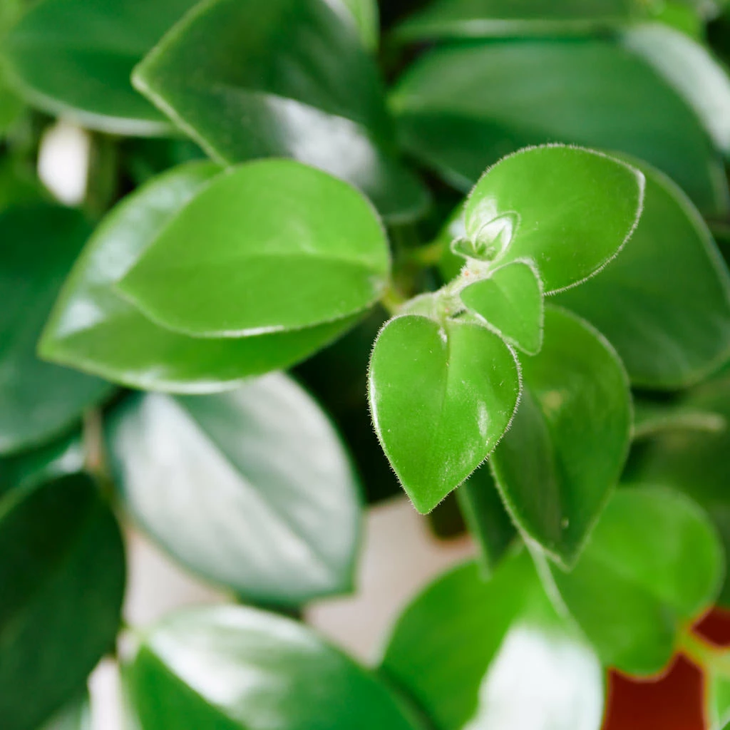 My City Plants Aeschynanthus In Nursery Hanging Basket Plants In Nursery Pots 4 My City Plants Aeschynanthus In Nursery Hanging Basket Plants In Nursery Pots
