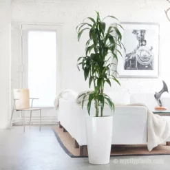 My City Plants Extra Large Plants 5' - 8' Dracaena Lisa Rondo White