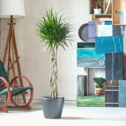 My City Plants Dracaena Marginata Open Weave Braid Classico Charcoal Metallic