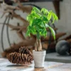 My City Plants Medium Light Plants Money Tree In 5" Clay Pot