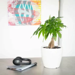 My City Plants Medium/Small Plants 1' - 2' Money Tree Classico Mini White