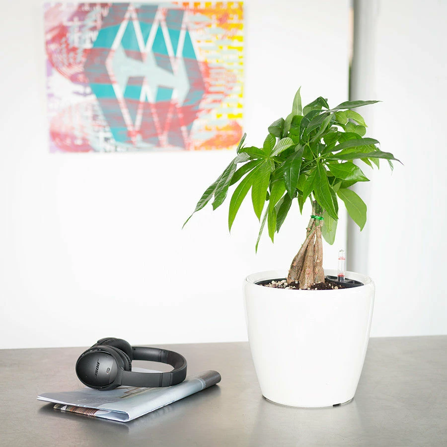 My City Plants Medium/Small Plants 1' - 2' Money Tree Classico Mini White 3 My City Plants Medium/Small Plants 1' - 2' Money Tree Classico Mini White