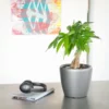 My City Plants Money Tree Classico Mini Charcoal Metallic
