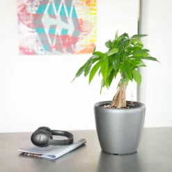 My City Plants Money Tree Classico Mini Charcoal Metallic