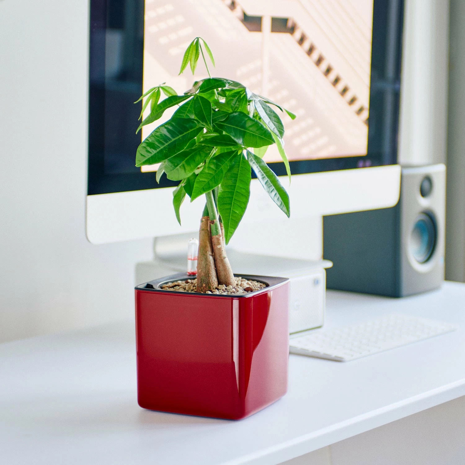 My City Plants Money Tree Cube Glossy 14 - Red Medium/Small Plants 1' - 2' 3 My City Plants Money Tree Cube Glossy 14 - Red Medium/Small Plants 1' - 2'
