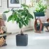 My City Plants Money Tree Cube Cottage - Granite Large Plants 3' - 5'