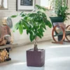 My City Plants Money Tree Cube Cottage - Mocha Large Plants 3' - 5' 2 My City Plants Money Tree Cube Cottage - Mocha Large Plants 3' - 5'