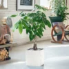 My City Plants Money Tree Cube Cottage - White