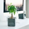 My City Plants Medium/Small Plants 1' - 2' Money Tree Cube Glossy 14 - Charcoal