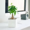 My City Plants Money Tree Cube Glossy 14 - White Medium/Small Plants 1' - 2' 1 My City Plants Money Tree Cube Glossy 14 - White Medium/Small Plants 1' - 2'