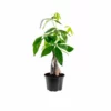 My City Plants Medium/Small Plants 1' - 2' Money Tree In 6" Nursery Pot