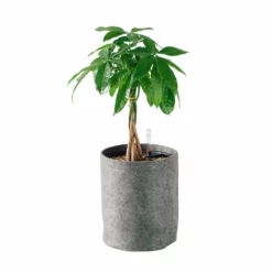 My City Plants Money Tree Trendcover 23 - Dark Gray
