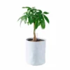 My City Plants Money Tree Trendcover 23 - Light Gray Medium/Small Plants 1' - 2' 2 My City Plants Money Tree Trendcover 23 - Light Gray Medium/Small Plants 1' - 2'
