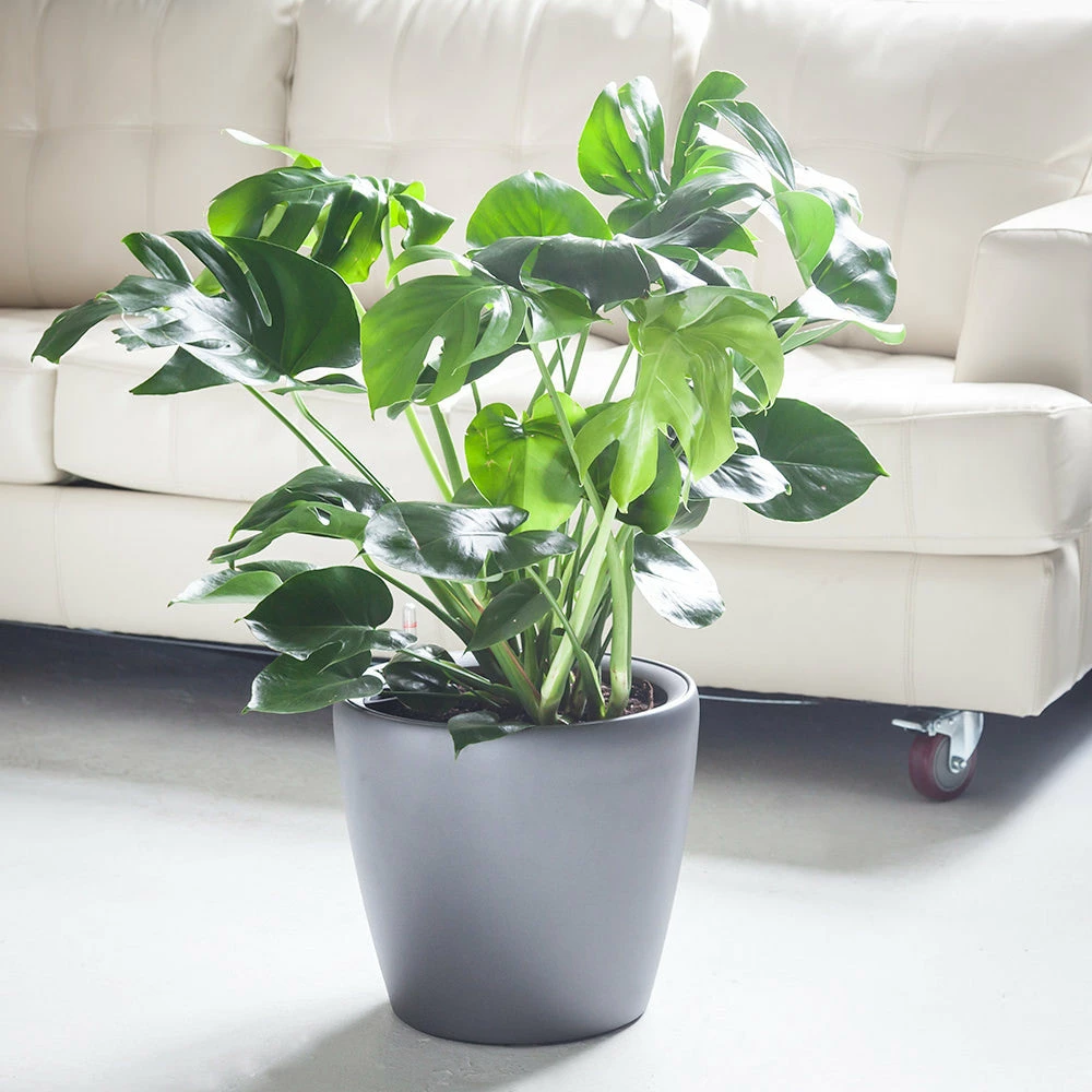 My City Plants Monstera Deliciosa Classico Charcoal Metallic Large Plants 3' - 5' 3 My City Plants Monstera Deliciosa Classico Charcoal Metallic Large Plants 3' - 5'