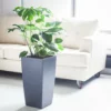 My City Plants Large Plants 3' - 5' Monstera Deliciosa Cubico Slate 2 My City Plants Large Plants 3' - 5' Monstera Deliciosa Cubico Slate