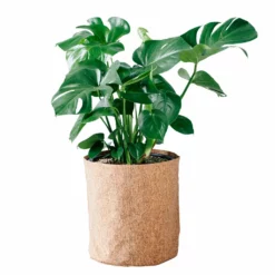 My City Plants Large Plants 3' - 5' Monstera Deliciosa Trendcover 32 - Dark Cork