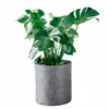 My City Plants Monstera Deliciosa Trendcover 32 - Dark Gray